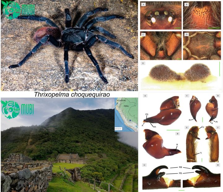 Nueva especie de tarántula para el Área de Conservación Regional de Choquequirao - autor: JC Chaparro