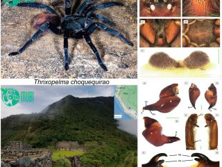 Nueva especie de tarántula para el Área de Conservación Regional de Choquequirao