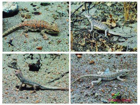 Nueva lagartija endémica y amenazada del departamento de Arequipa