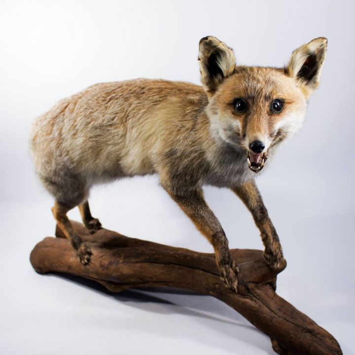 Vulpes vulpes